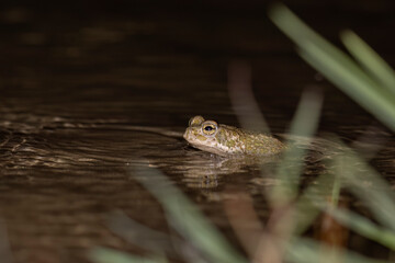 Bufotes balearicus o Bufo lineatus, endemic green toad of the Italian peninsula.
