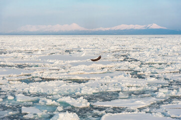 A sea eagle flies over the drifing ice floes near Abashiri in Hokkaido Japan © James Davies