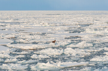 A sea eagle rests on the drifting ice floes near Abashiri in Hokkaido in Japan © James Davies