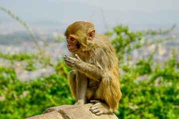 観光客からアイスを奪って食べている野生の猿Wild monkey steals ice cream from tourists and eats it