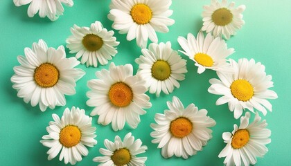creative floral pattern made of chamomile flowers on abstract bright mint background