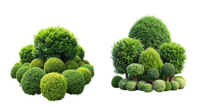 Four types of bushes and trees in various shapes tall and slender, short and round, bushy and wide, and spiky and irregular.