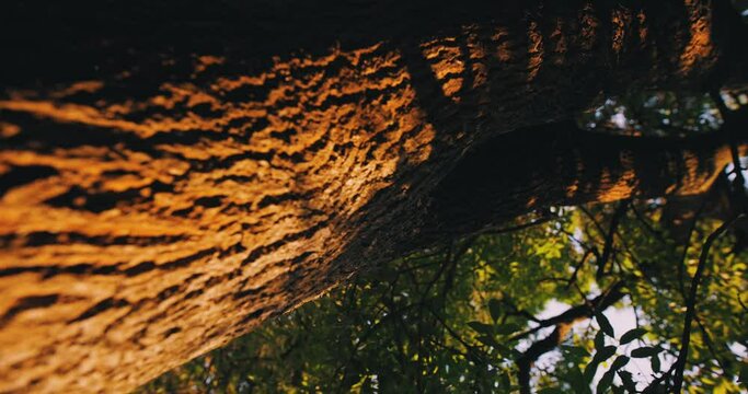 Tree trunk at the summer, steadicam vertical video