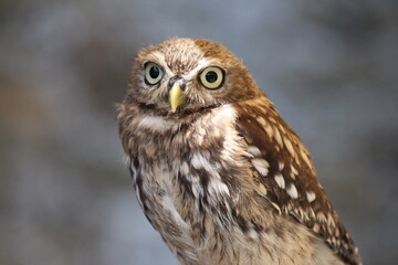 Adorable Small Brown Owl Perched