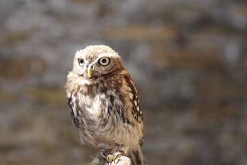 Adorable Small Brown Owl Perched