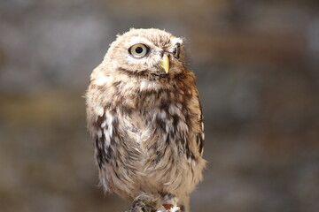 Adorable Small Brown Owl Perched