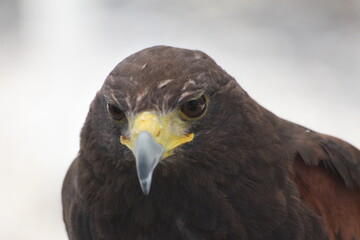Close-Up of Harris Hawk Bird of Prey