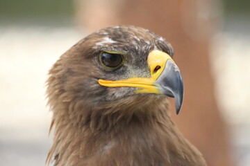 Fototapeta premium Close-Up of Majestic Golden Eagle in Detail