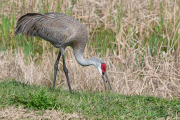Sandhill Crane, Grus canadensis, Antigone canadensis, adult bird foraging in the Florida wetlands