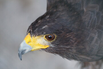 Close-Up of Harris Hawk Bird of Prey