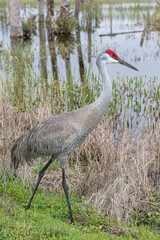 Sandhill Crane, Grus canadensis, Antigone canadensis, adult bird foraging in the Florida wetlands