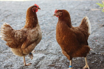Farmyard Chickens in Rural Setting