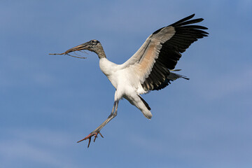 Wood Stork, Mycteria americana, adult in flight returning to nest site. Florida. USA