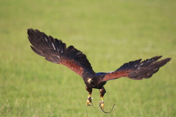 Harris Hawk in Flight Captured Mid-Air