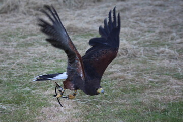 Harris Hawk in Flight Captured Mid-Air