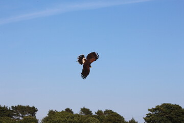 Harris Hawk in Flight Captured Mid-Air