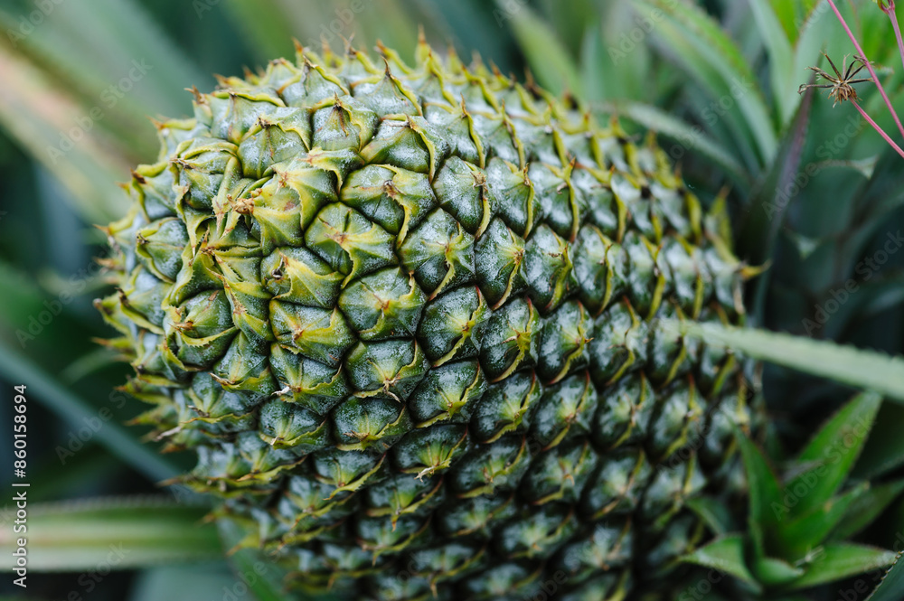 Wall mural pineapple grow on tree in garden