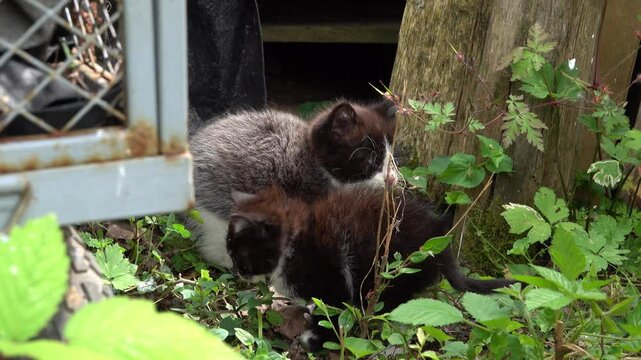 Sauvetage de jeunes petits chatons sauvages perdus