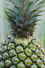 Pineapple grow on tree in garden