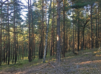 Obraz premium Sunny day in the seaside pine forest. Beautiful landscape of National Park 