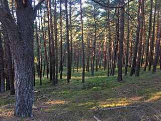 Sunny day in the seaside pine forest. Beautiful landscape of National Park 