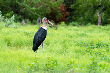 Marabout d'Afrique, Leptoptilos crumenifer, Marabou Stork,Afrique