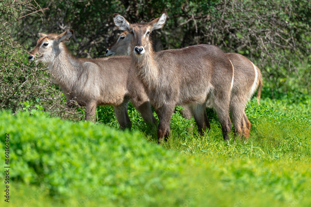 Canvas Prints Cobe à croissant , Waterbuck,  Kobus ellipsiprymnus, Parc national du Kruger, Afrique du Sud