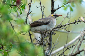 Étourneau caronculé,.Creatophora cinerea; Wattled Starling