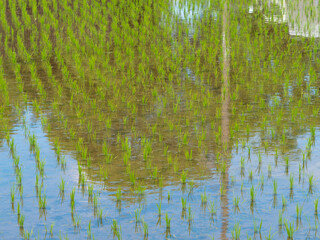 晴れた日の水田の風景