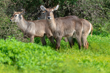 Cobe à croissant , Waterbuck,  Kobus ellipsiprymnus, Parc national du Kruger, Afrique du Sud