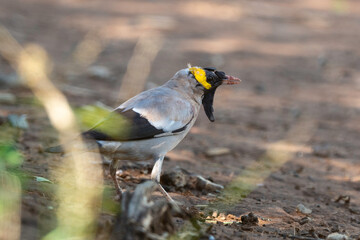Étourneau caronculé,.Creatophora cinerea; Wattled Starling