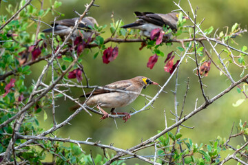 Étourneau caronculé,.Creatophora cinerea; Wattled Starling