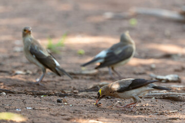 Étourneau caronculé,.Creatophora cinerea; Wattled Starling