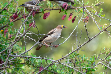 Étourneau caronculé,.Creatophora cinerea; Wattled Starling