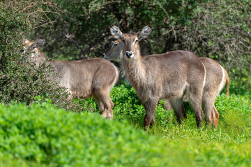 Cobe à croissant , Waterbuck,  Kobus ellipsiprymnus, Parc national du Kruger, Afrique du Sud