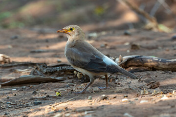 Étourneau caronculé,.Creatophora cinerea; Wattled Starling