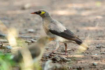 Étourneau caronculé,.Creatophora cinerea; Wattled Starling