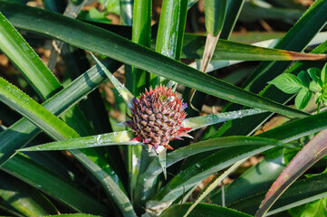 Pineapple grow on tree in garden