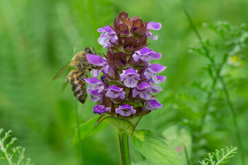 Close up of he common self-heal flower (Prunella vulgaris) with honey bee collecting nectar