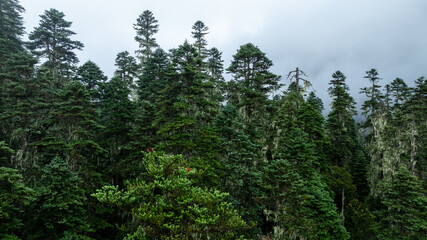 Beautiful high altitude forest mountain landscape in the fog
