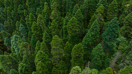 Aerial view of beautiful high altitude forest  mountain landscape