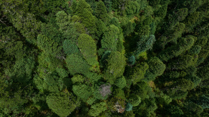 Aerial view of beautiful high altitude forest  mountain landscape