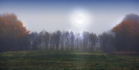 Forest, nature and moon with trees in morning for twilight, environment or earth. Empty, countryside and dawn with field for sustainability, outdoor peace or ecological landscape in Australia