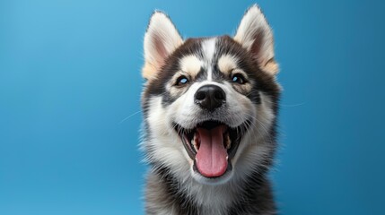 Obraz premium Joyful Husky. Isolated against a vibrant blue background. Canine. Dog. Pet. Siberian Husky 