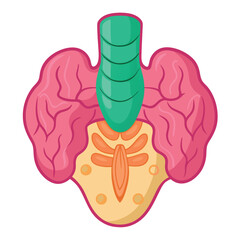 Thyroid anatomy, including the trachea and throat-protecting gland
