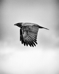A bird in mid-flight against a stark sky, showcasing freedom and the beauty of nature. Solo avian glides effortlessly; a moment of serene motion captured in a still frame. Crow.
