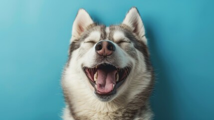 Obraz premium Joyful Husky. Isolated against a vibrant blue background. Canine. Dog. Pet. Siberian Husky 