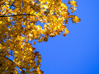 Autumn Sky: Branches laden with vibrant yellow maple leaves reach upwards, creating a natural mosaic against the azure sky.