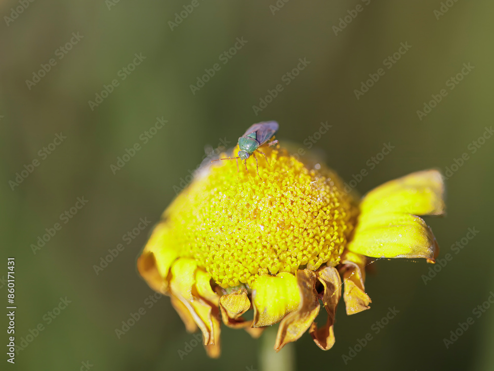 Poster green bug on a yellow flower