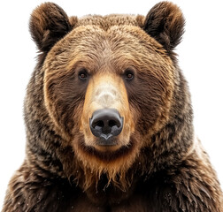 Fototapeta premium brown bear portrait isolated on white background, brown bear png no background isolated on transparent, brown bear half body